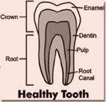 Healthy Tooth
